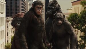 Caesar, Rocket, Maurice and Buck during the Ape Rebellion.