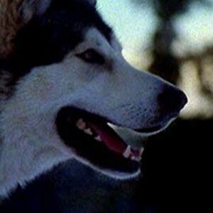 Buck The Call Of The Wild Heroes Wiki Fandom