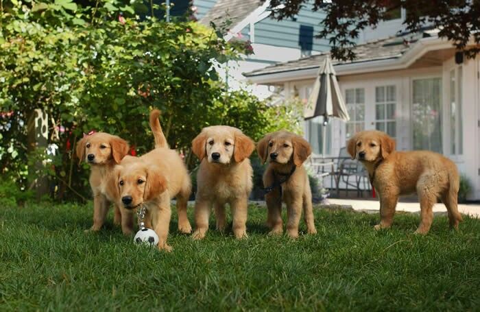 what happened to the puppies in air buddies