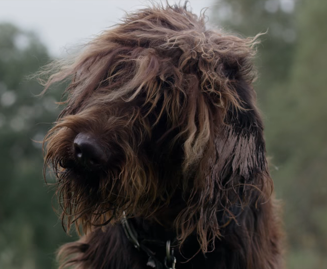 Mongrel Heroes Wiki Fandom