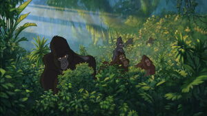 Kerchak being alerted by his niece Terk of Kala's rerurn.