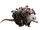 Pinktailmov.webp