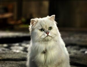 Stuart-little-snowbell-persian-cat
