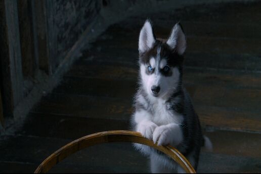 Lassie, Movie Heroes Wiki