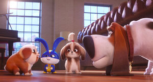 Secretlifeofpets2-animationscreencaps.com-5015