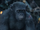 Ash (Planet of the Apes)