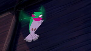 Flit annoyed when Meeko impersonates Kocoum.