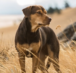 What is the Dog's Name in A Dog's Way Home? Unveiled!