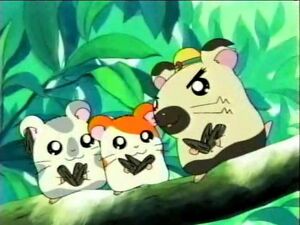 Hamtaro 14