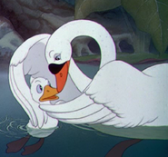 The Ugly Duckling with the Mother Swan