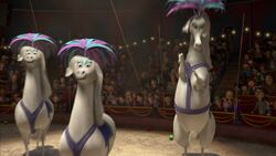 madagascar 3 circus horses