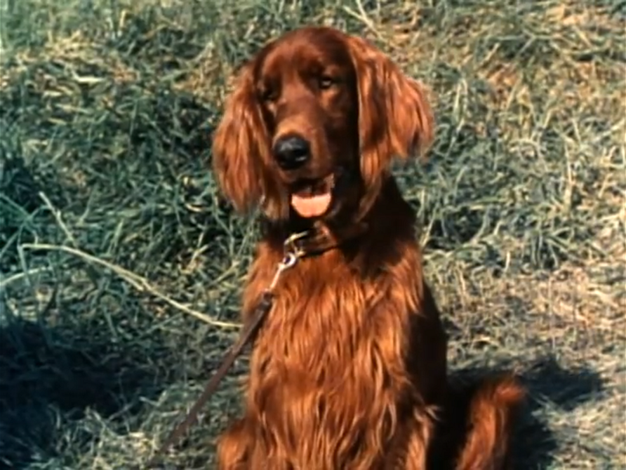 Big Red | Heroes Wiki | Fandom