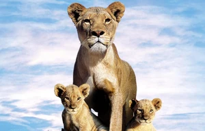 Imageslm.jpg (100 KB) Suki as a cub with her brother Linus and their mother Macheeba.