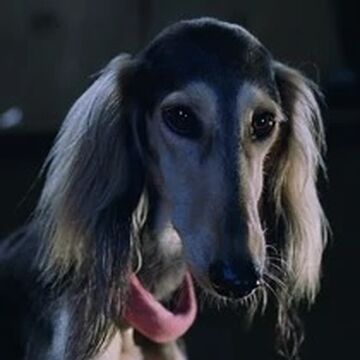 Ivy Cats Dogs Heroes Wiki Fandom