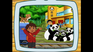 This is Diego taking the giant pandas to Bamboo Mountain.