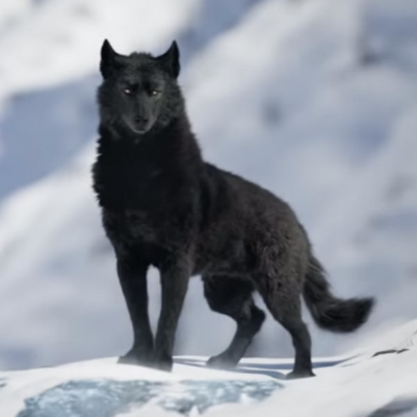 black wolf pictures in the wild