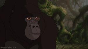 Kerchak (reluctantly) respects Tarzan, after he kills Sabor.