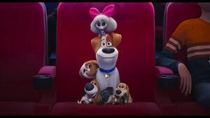 Max (The Secret Life Of Pets) and Pop's puppies (Princess, Pickles and Tiny) in the cinema