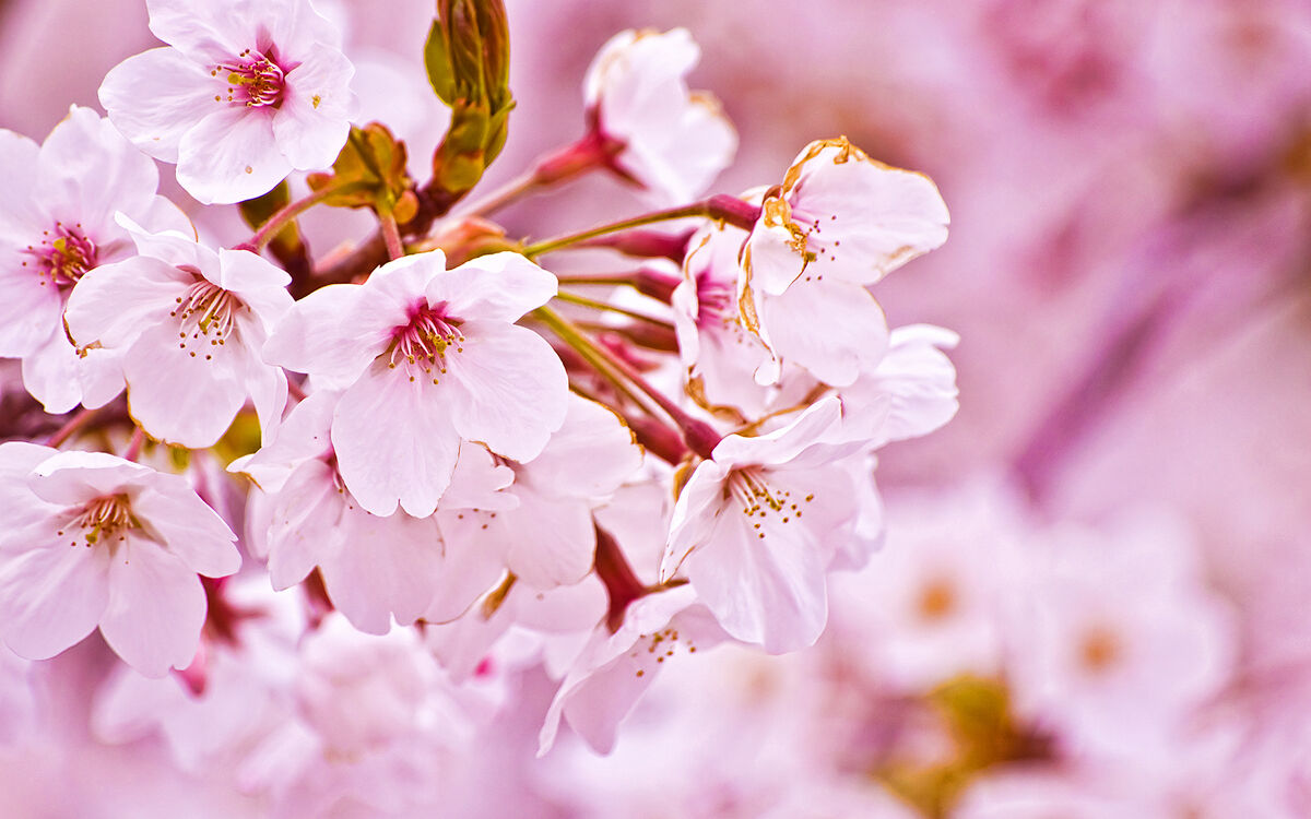 Sakura | Heroes Wiki | Fandom