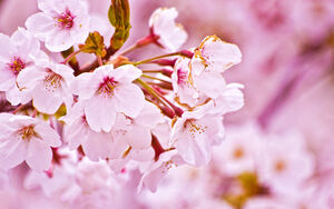 Nature-Sakura-Flower.jpg