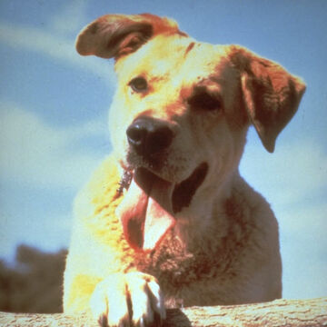 Old Yeller Heroes Wiki Fandom