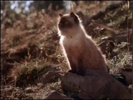 Sassy (Homeward Bound)