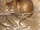 Cheshire Cat (Lewis Carroll)
