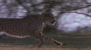 Cheetah1989DVDRip.avi snapshot 00.17.58 2017.02.17 21.59.29.th