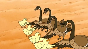 The Baby Ducks finally made peace with the Geese.