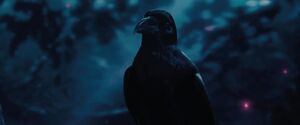 Diaval's Raven Form