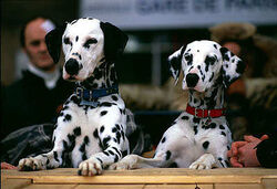 Dipstick and his wife Dottie