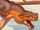 Clay (Wings of Fire)