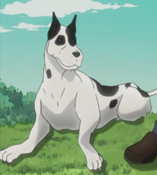 Jojo house dog master on sale