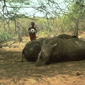 Morogo retrieving the duo's soccer ball from a sleeping rhino