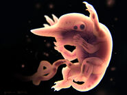 Concept art of Knifehead fetus