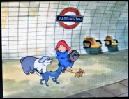 Paddington with the three dogs