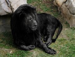 Black lion