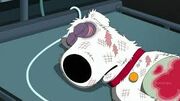 Brian Griffin.