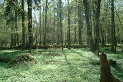 Bialowieza