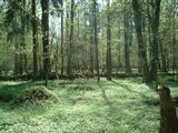 Forêt Hercynienne