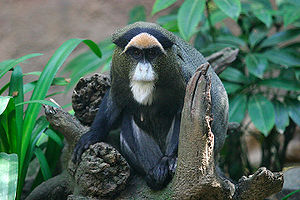 300px-Lightmatter guenon