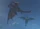 Realm Royale Dragons