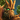 Champion Grover Icon.png