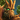 Champion Grover Icon