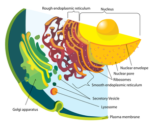 Detail of the endomembrane system and its components