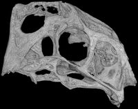 Upper portion of a Citipati osmolskae skull.