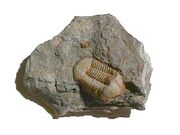 Trilobite Ductina