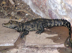 Bristol.zoo.westafrican.dwarf.croc