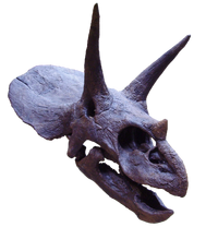 Triceratops2