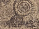 Ammonoid